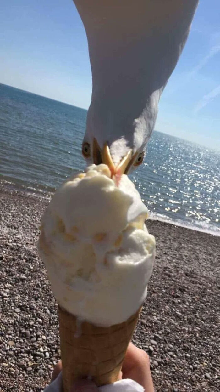 A seagull pecking at an ice cream cone by the beach, showcasing birds being total jerks.