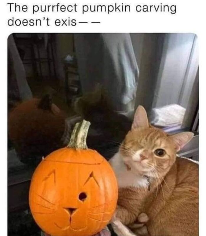 Cats-Being-Funny-Jerks-Memes-Pics