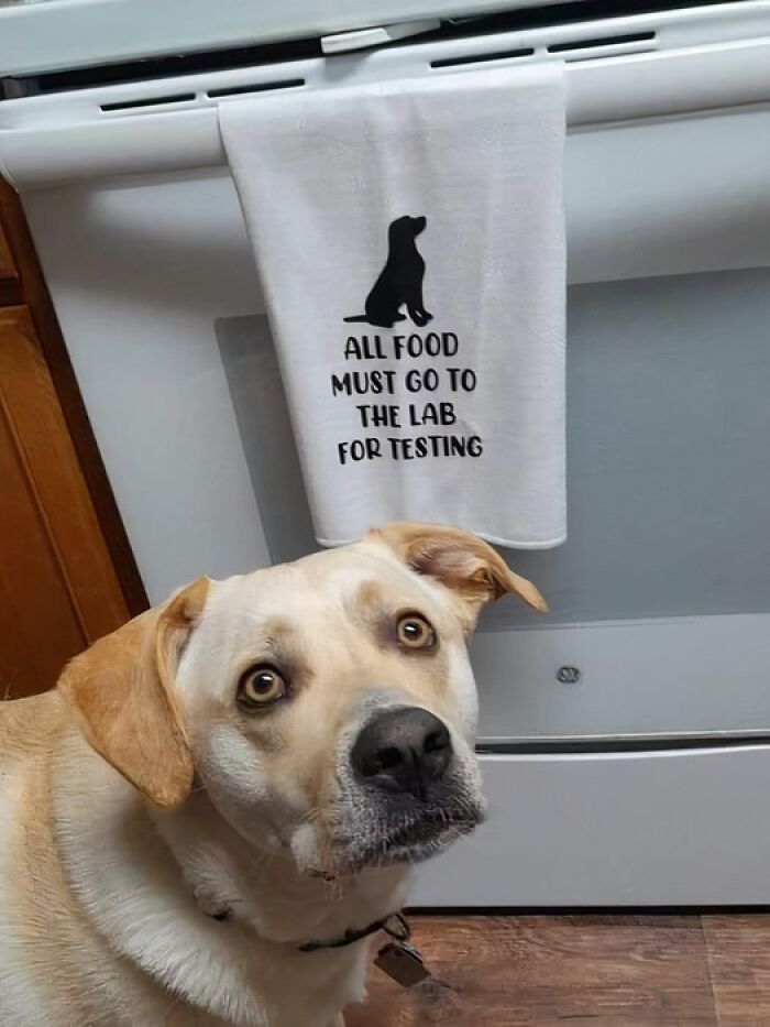 A dog in a kitchen with a towel reading all food must go to the lab for testing, illustrating science and humor memes.