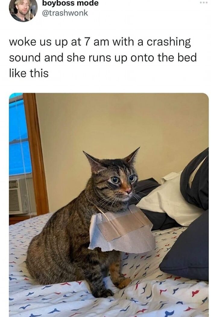 Cats-Being-Funny-Jerks-Memes-Pics