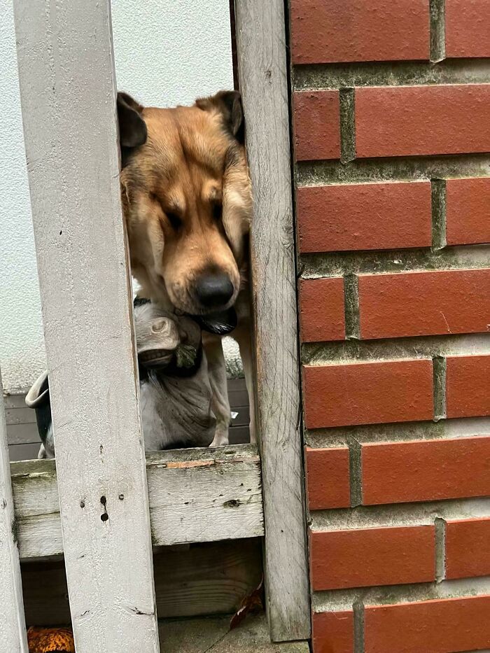 Derpy dog with eyes closed squeezing head between wooden fence and brick wall, showing hilariously awkward expression.