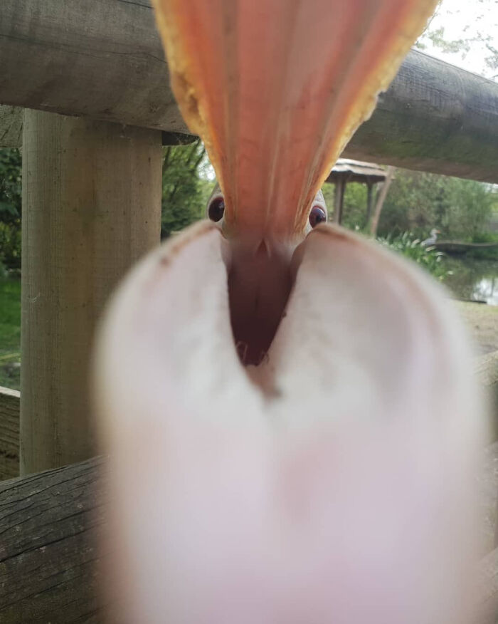 Close-up of a bird's open beak, appearing curious and humorous in a park setting.