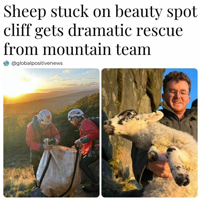 Rescue team saves sheep from cliff, showcasing global positive news and restoring faith in humanity.