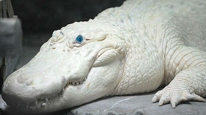 Albino alligator showcasing amazing nature with its unique white skin and blue eyes.