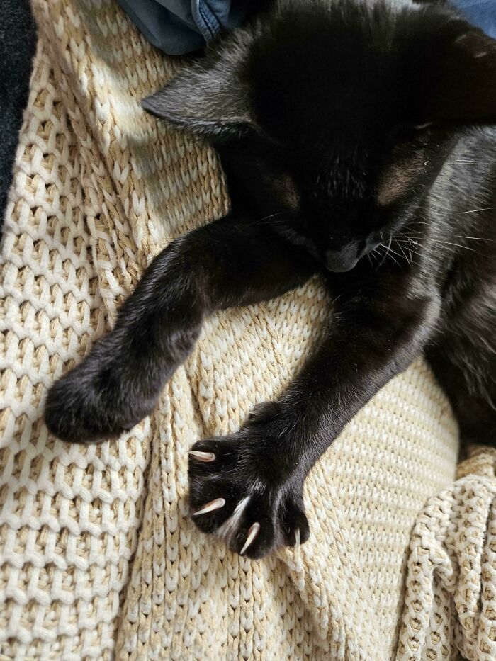 Black cat resting with sharp claws extended on a knit blanket.