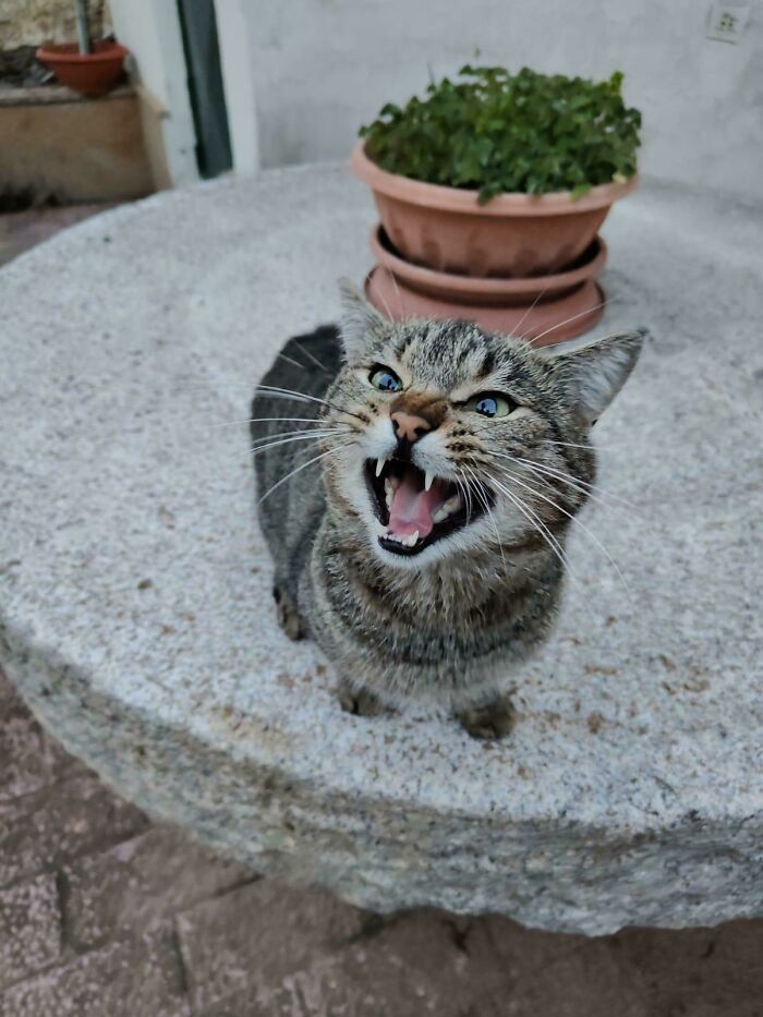 Dramatic tabby cat meowing loudly on a stone table, showcasing typical feline drama queen behavior.