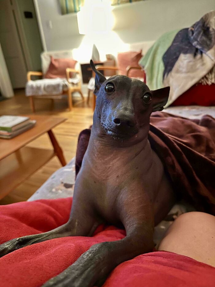 Hairless dog with large eyes and pointy ears lying on a red blanket indoors, a hilariously derpy dog at home.