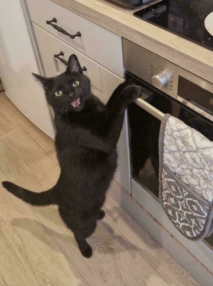 Black cat with open mouth, paw on the oven, in a kitchen setting.
