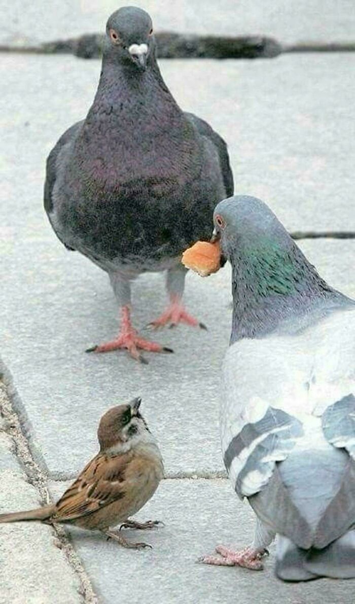 Pigeons with bread ignoring a sparrow on a pavement, showcasing funny bird behavior.