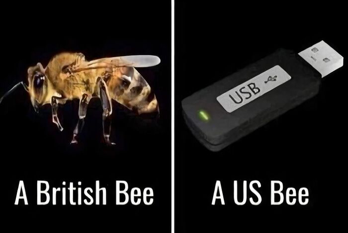 Comparison of a British bee and a US bee USB stick illustrating science and humor in memes and jokes.