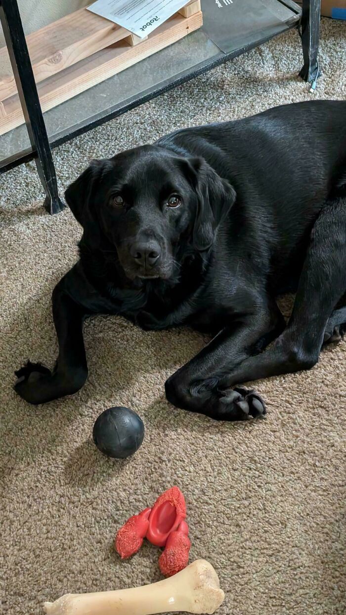 Black dog lying on carpet surrounded by toys, displaying a derpy and endearing expression.