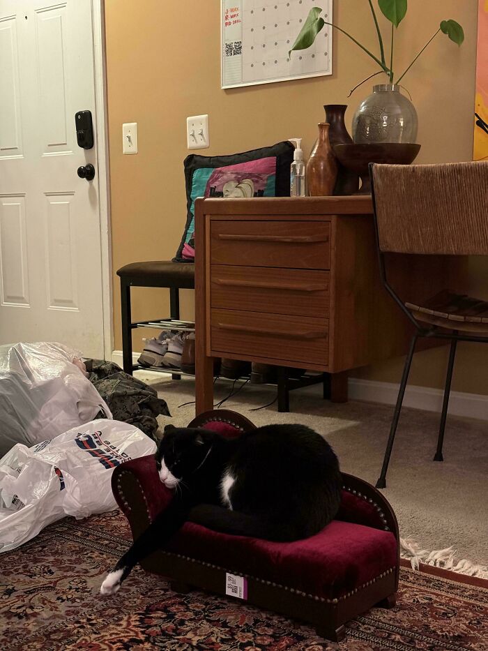 Black and white cat lounging on a small red couch in a room, highlighting thrifting luck with the find.