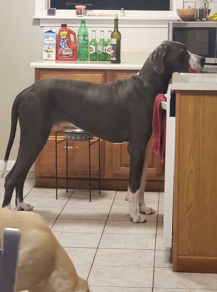 Great Dane standing in kitchen reaching over counter, showing their obliviousness to their large size.