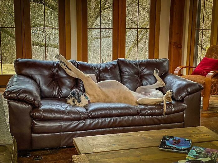 Great Dane lying on its back on a leather couch, showcasing its large size and relaxed obliviousness indoors.