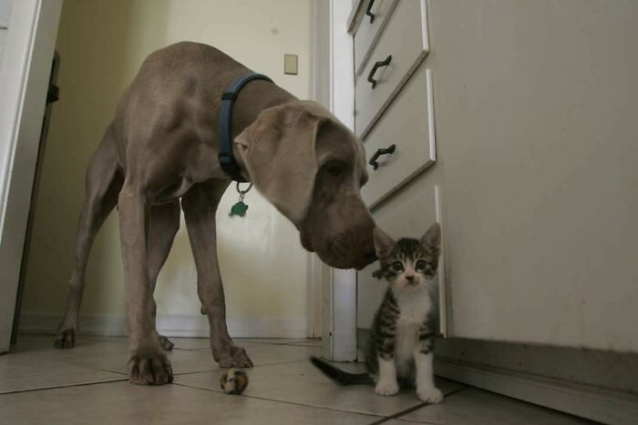 Great Dane gently sniffing a small kitten indoors, showcasing the dog's obliviousness to its large size.