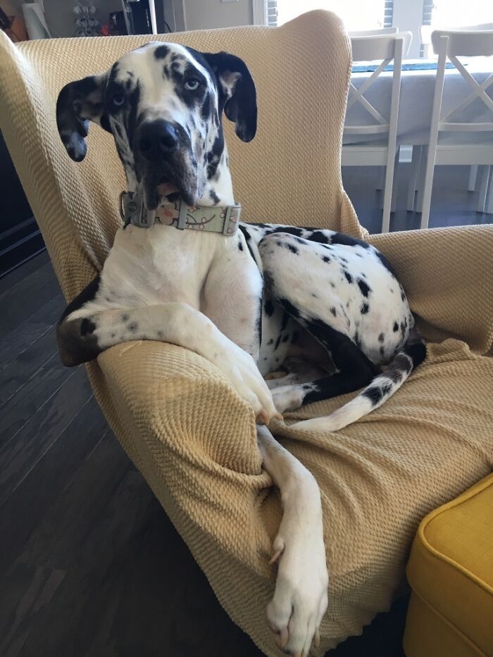 Great Dane comfortably lounging on a chair, showcasing its large size with a relaxed and oblivious posture.