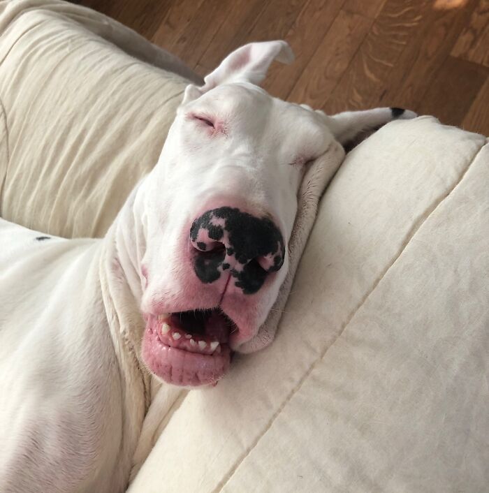 Great Dane with black-spotted nose sleeping with mouth open, showing obliviousness to its large size on a beige couch.