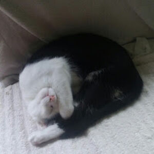 cheetahgirl_1985 avatar