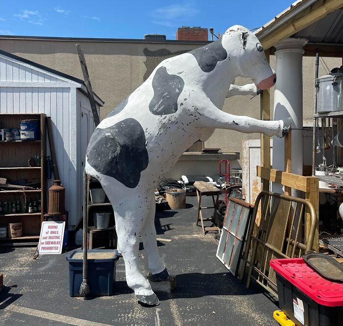 Holy Cow!!!! I Found This In Rocky Mt. Virginia