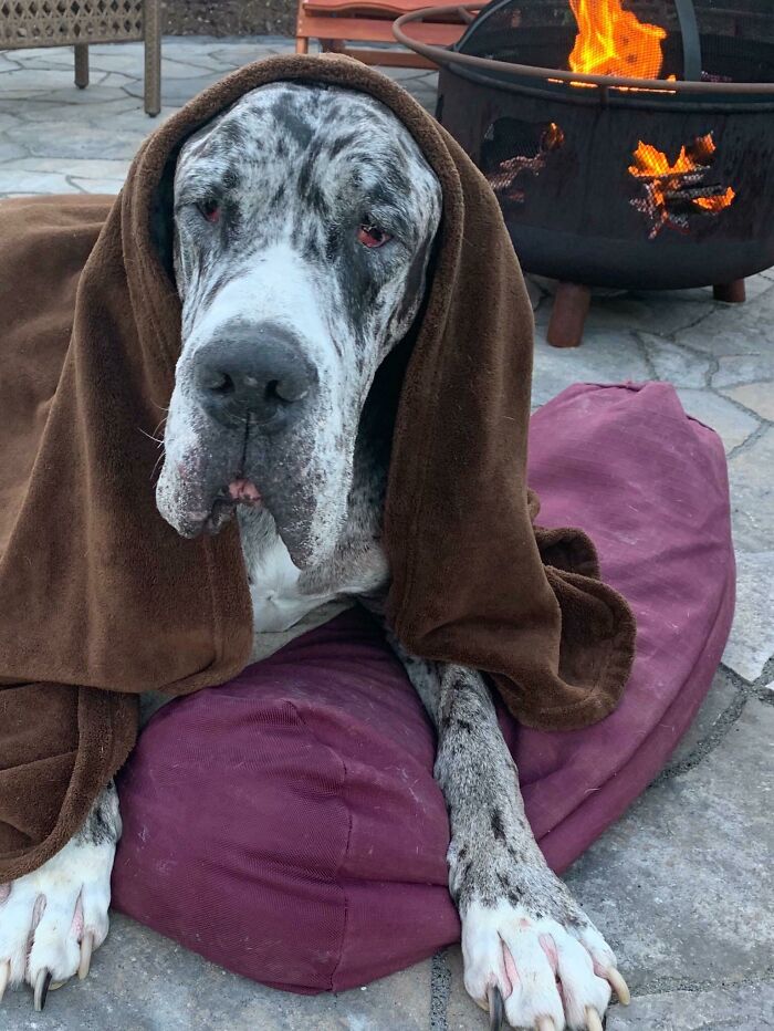 Great Dane covered with a brown blanket lying on a cushion near a fire pit outdoors, showing oblivious size charm.