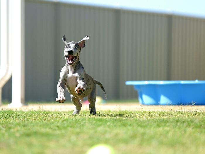 Great Dane puppy running joyfully on grass with a blue pool in the background on a sunny day.