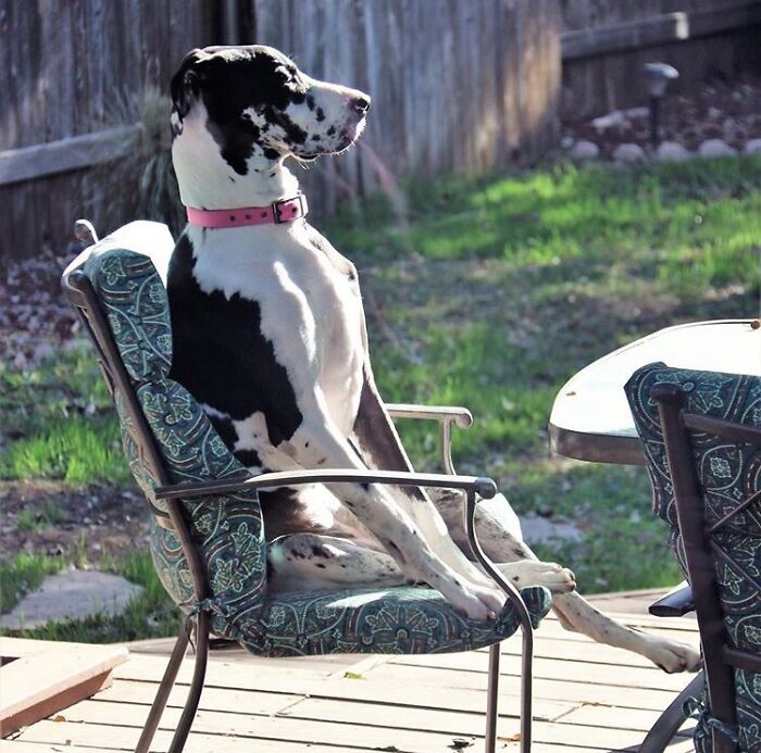 Great Dane sitting on a patio chair looking relaxed and oblivious to its large size in a sunny backyard.