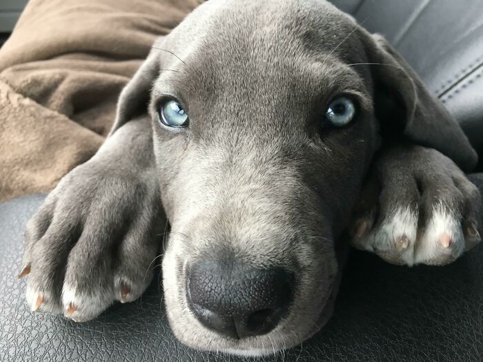 Close-up of a Great Dane puppy with blue eyes lying down, showcasing the breed's charm and size obliviousness.