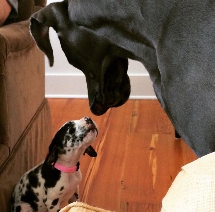 Great Dane gently sniffing a small spotted puppy, showcasing the contrast in their sizes on a wooden floor indoors.