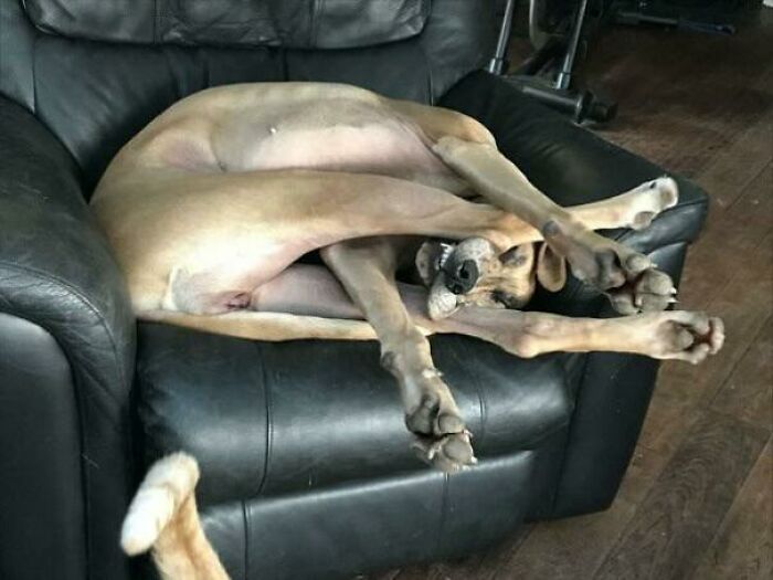 Great Dane sprawled awkwardly on a black leather couch, showing how oblivious they are of their large size.