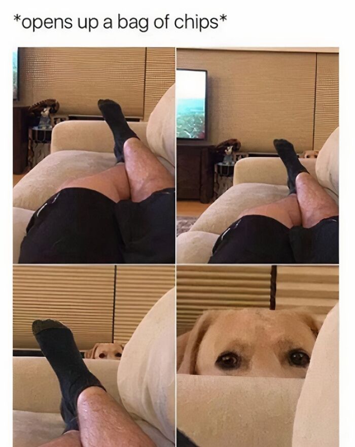 Funny-Chonky-Woofers-For-My-Depression-Memes