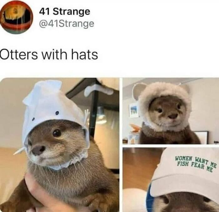 Funny-Chonky-Woofers-For-My-Depression-Memes