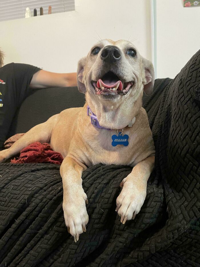 Biscuit the Dachshund