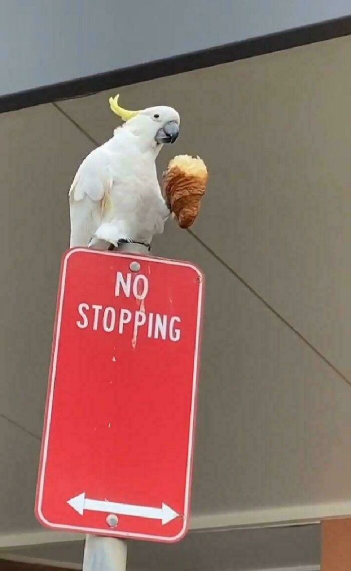 Cockatoo perched on a "No Stopping" sign, holding an ice cream cone, showcasing funny bird behavior.