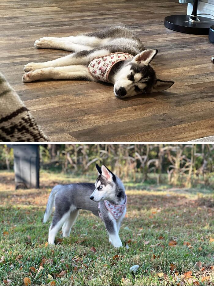 Newly Rescued Husky Puppy
