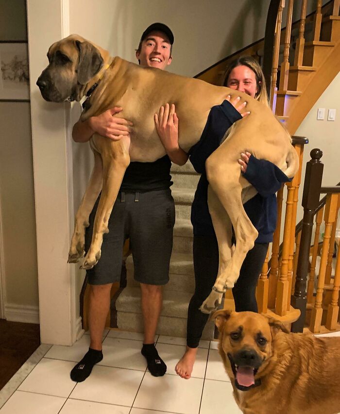 Two people holding a large Great Dane indoors, showcasing hilarious obliviousness to the dog's enormous size and friendly nature.