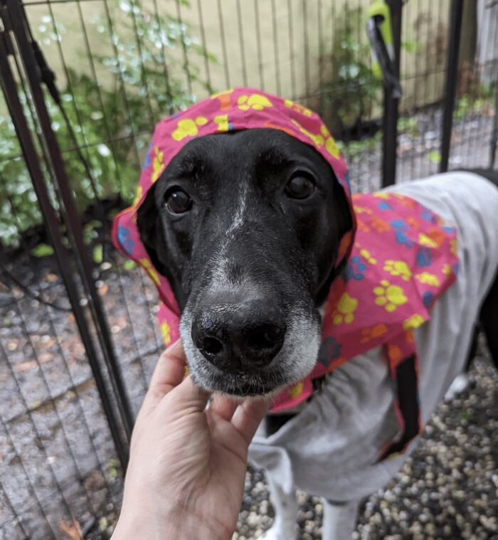 Babushka Dog Says Come Sit By Our Fire And Warm Your Bones