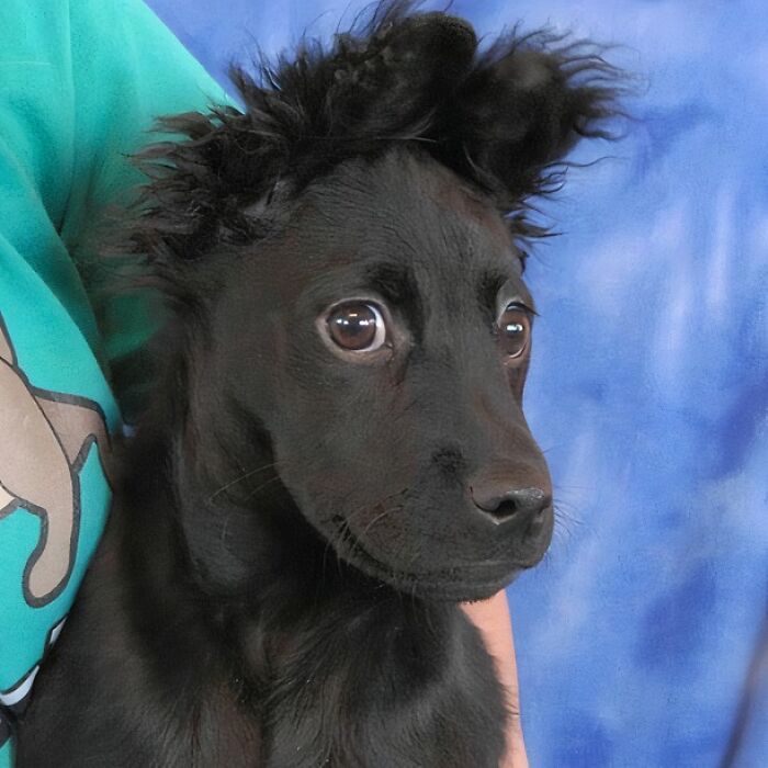 Las Vegas Shelter Dog Up For Adption Has A Unique Hairline