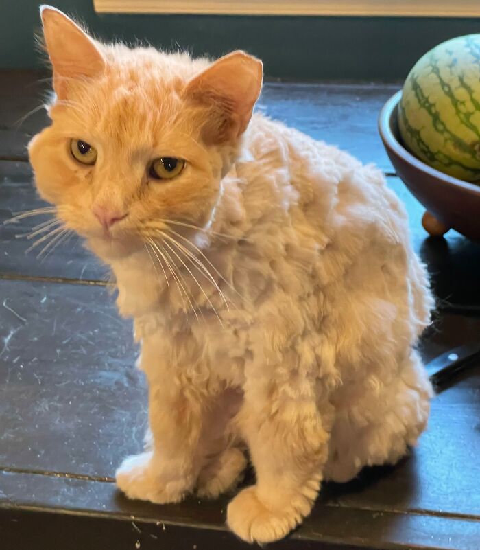 My Long Haired Cat Had Matted Fur, So I Took The Shears To Him. There’s A Reason I Don’t Get Paid To Do This. He Wasn’t Very Happy
