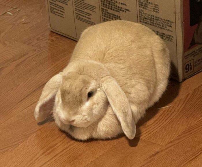 My New Adopted Bun, Muffin 