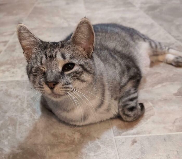 Luna the Tabby Cat