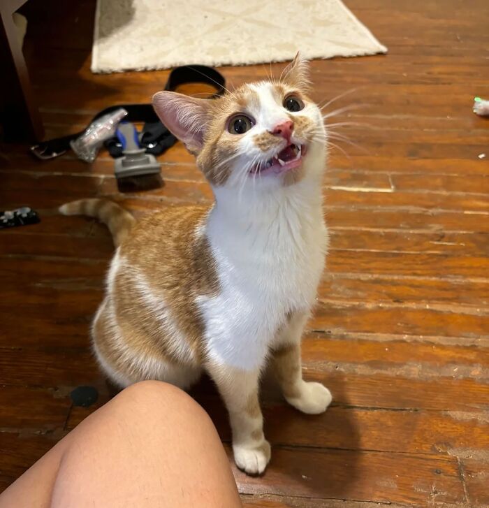 Just Adopted My First Ever Orange Cat! She’s A Very Special Orange Girl - Haven’t Fully Settled On A Name Yet But I’m Leaning Towards Schnitzel