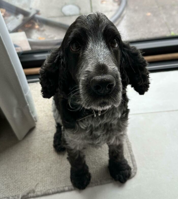 No One Ever Told Me Before Adopting My First Dog How Hard It Would Be To Say No