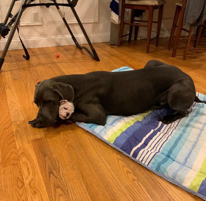 Great Dane lying on a colorful mat with a small puppy resting its head on the Dane’s neck, showing oblivious size contrast.