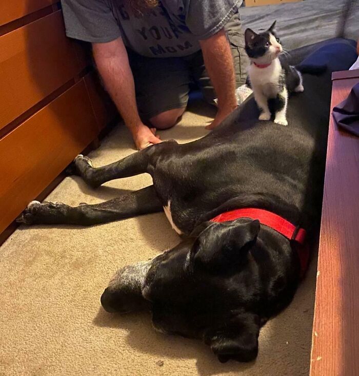 Introducting The Great Dane To The Kitties