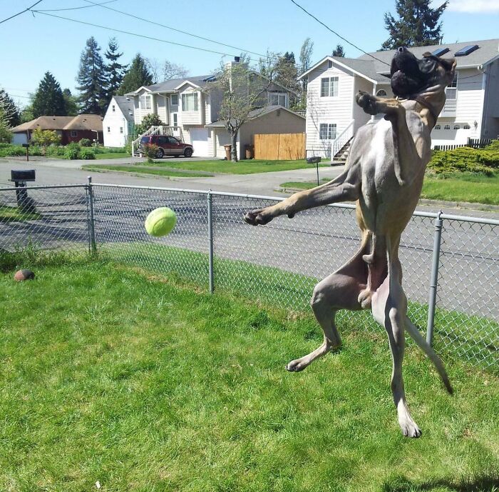 My Great Dane, Jumping For A Tennis Ball