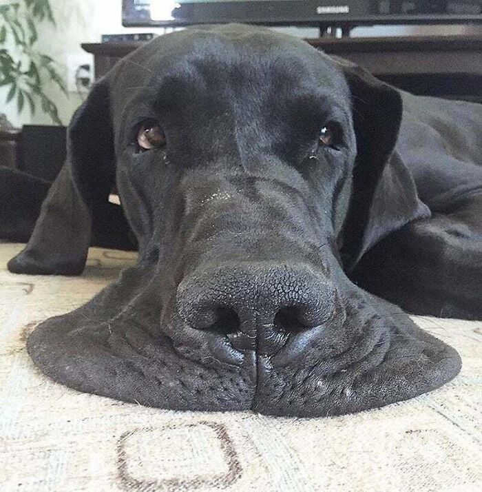 Close-up of a black Great Dane lying down, showing its large face and nose, highlighting the dog's obliviousness to its size.