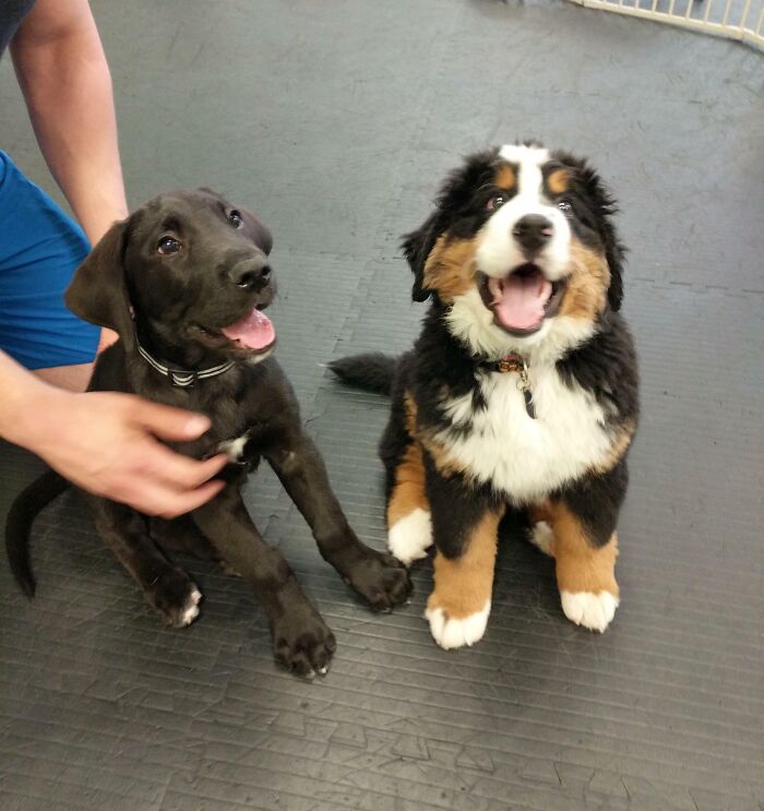 Two happy puppies sitting on a floor, one Great Dane showing its large size with a joyful expression.