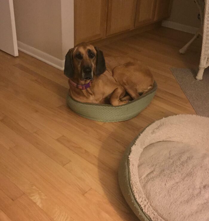 Great Dane In A Small Bed. Her Great Dane Sized Bed Is Right There For Her. But No