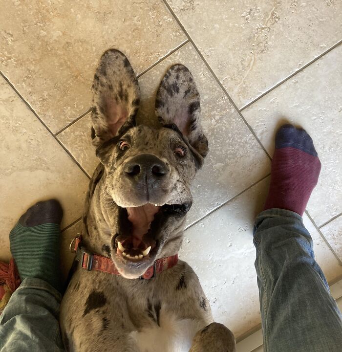 Great Dane lying happily on tiled floor between mismatched socks, oblivious of its large size.
