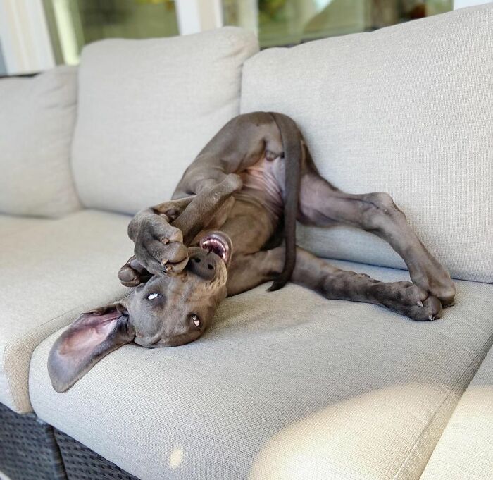 Great Dane playfully rolling on a couch, showing how wonderfully oblivious of their size they are in a relaxed home setting.